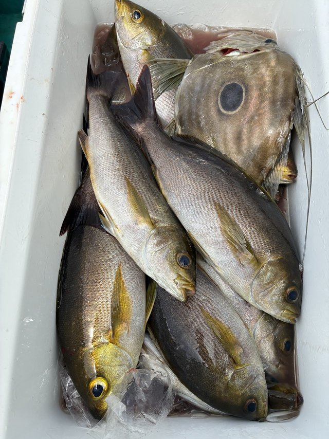 イサギ(イサキ)