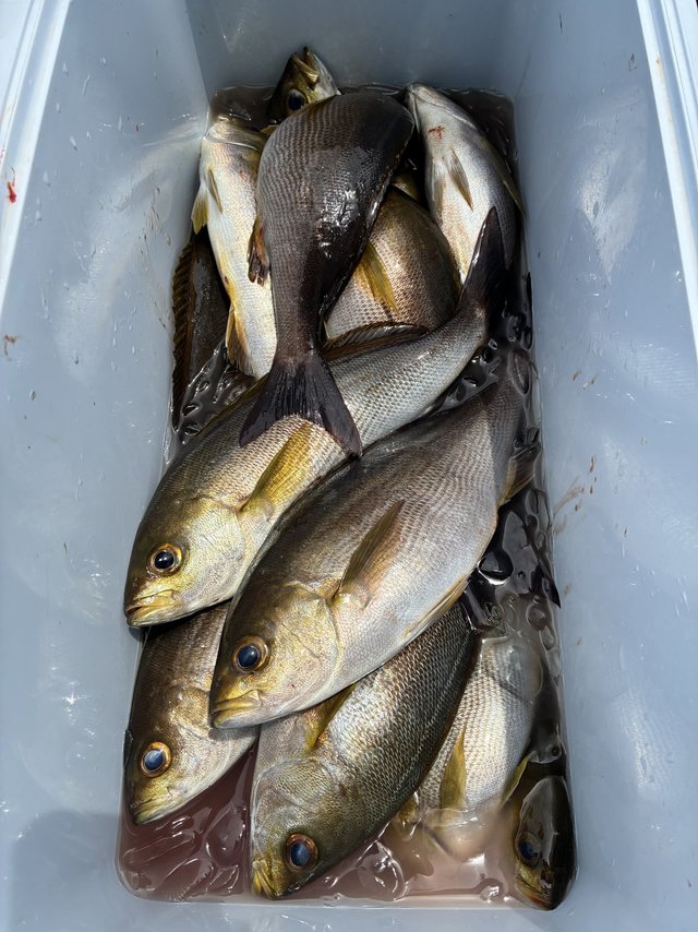 イサギ(イサキ)