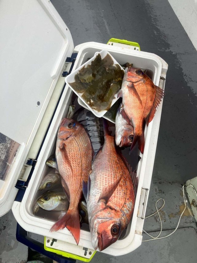 マダイ・カンパチ