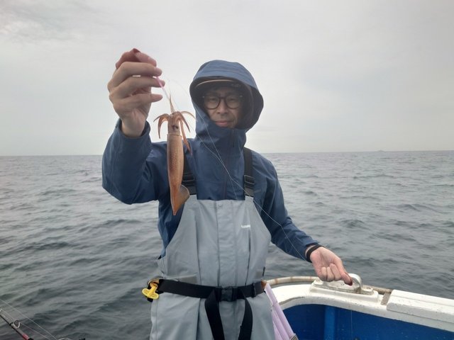 ムギイカ(スルメイカ)