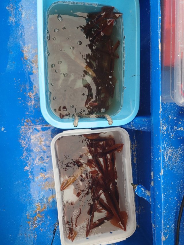 ムギイカ(スルメイカ)