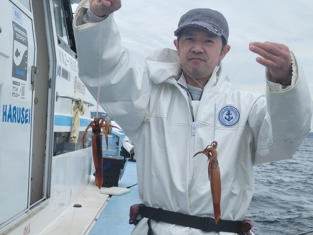 ムギイカ(スルメイカ)