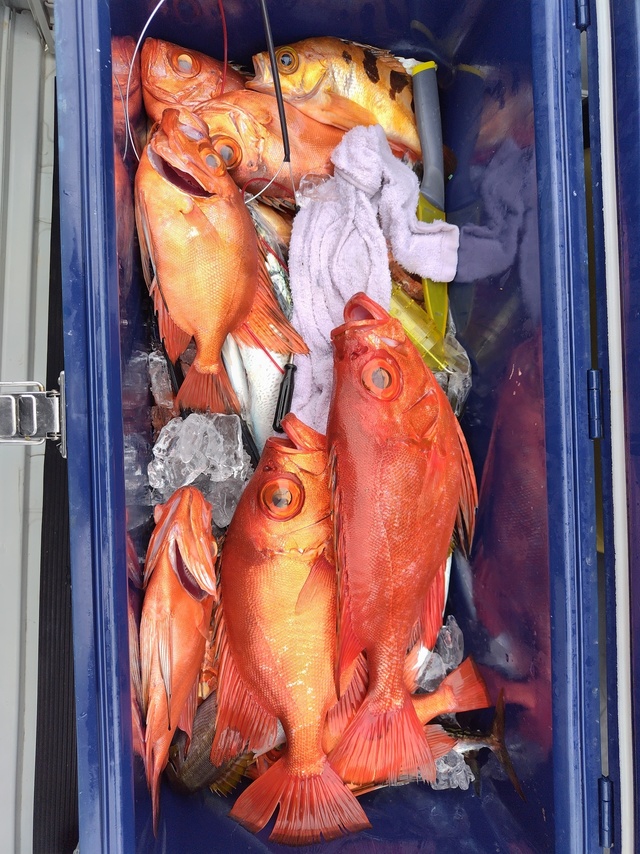 チカメキントキ