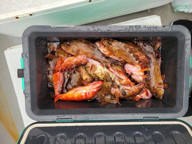 アカハタ・カサゴ