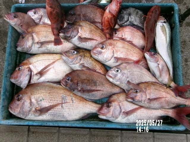 マダイ・クロダイ・アジ(マアジ)・カサゴ・ホウボウ