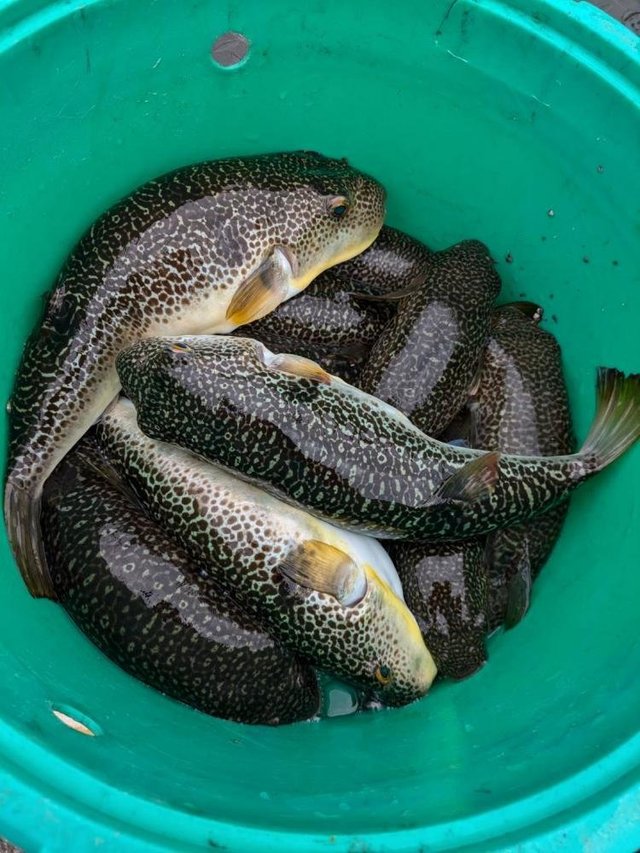 ショウサイフグ