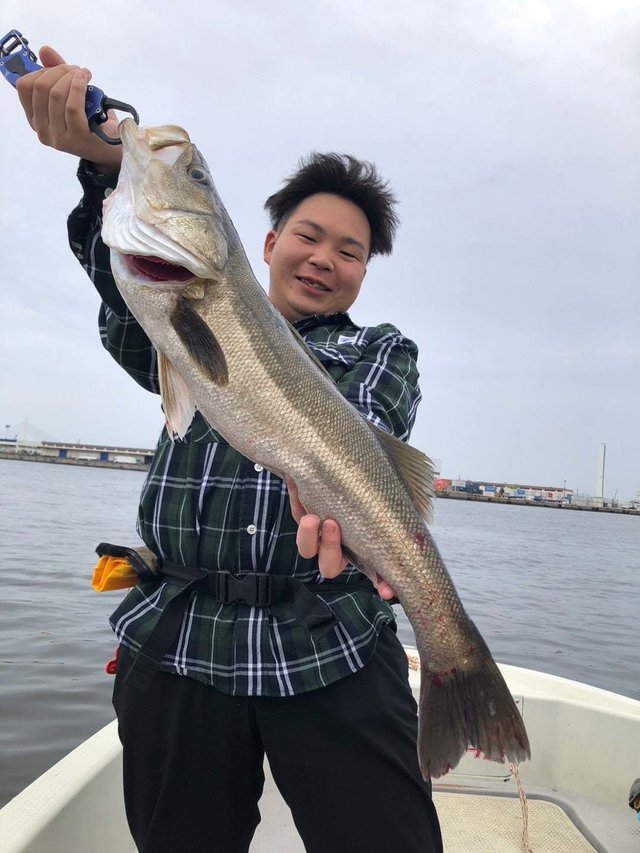 シーバス(スズキ)