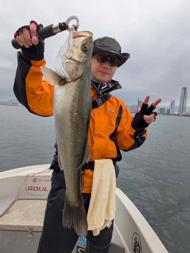 シーバス(スズキ)