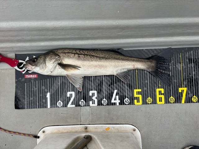 シーバス(スズキ)