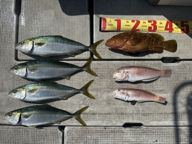 アコウ(キジハタ)・ハマチ(ブリ)・シロアマダイ