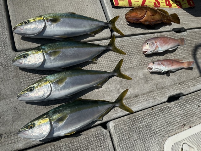 アコウ(キジハタ)・ハマチ(ブリ)・シロアマダイ