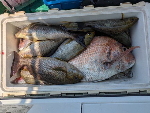 マダイ・イサキ