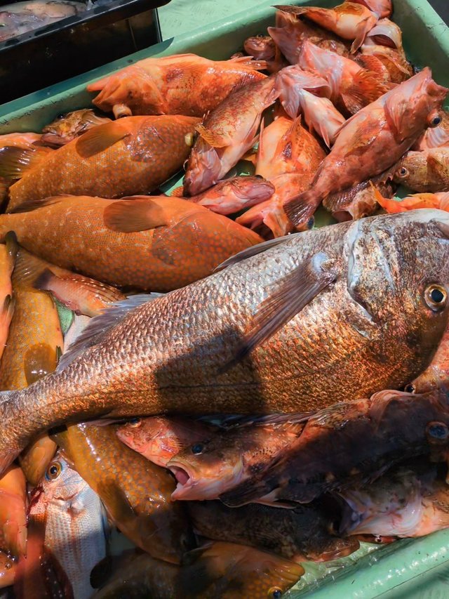 マダイ・アコウ(キジハタ)・アラカブ(カサゴ)