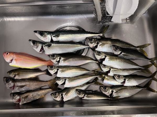 アジ(マアジ)・イトヨリ(イトヨリダイ)・サバ(ゴマサバ)