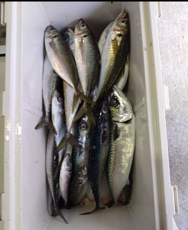 アジ(マアジ)・イサキ・サバ(ゴマサバ)