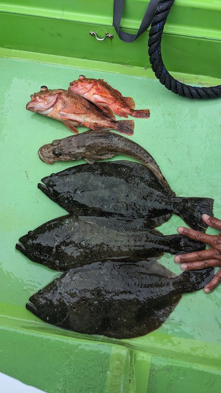 カサゴ・イネゴチ・ヒラメ