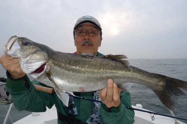 シーバス(スズキ)