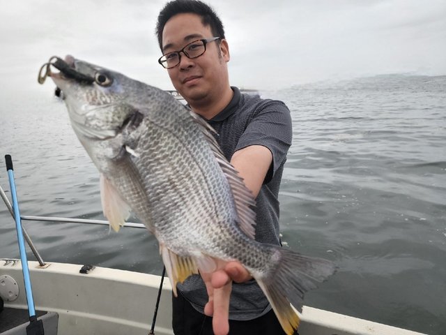 キビレ(キチヌ)