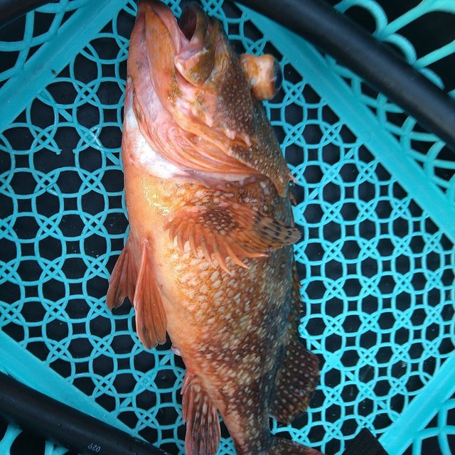 ガシラ(カサゴ)