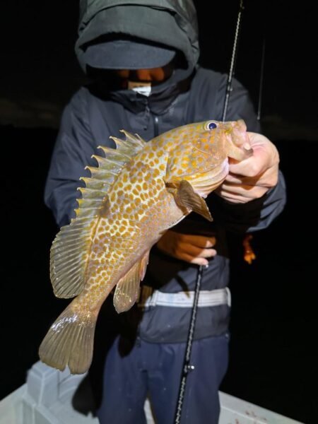 アコウ(キジハタ)