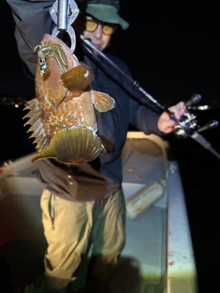 アコウ(キジハタ)