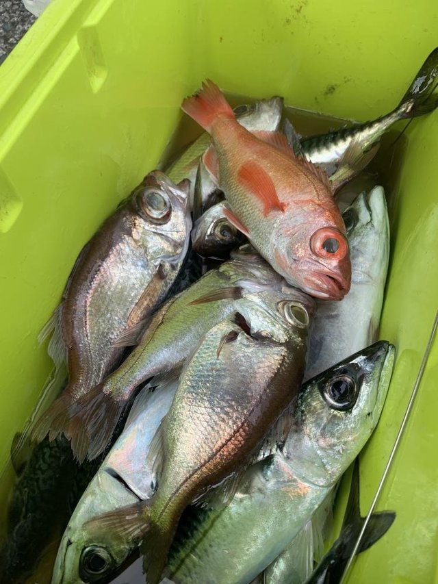 アカムツ・シロムツ(オオメハタ)・サバ(ゴマサバ)