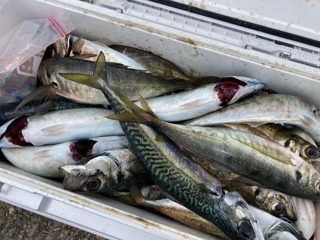 アジ(マアジ)・サバ(ゴマサバ)