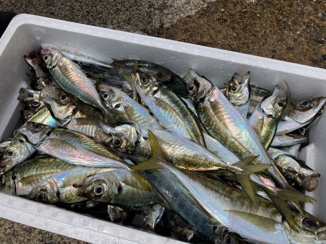 アジ(マアジ)・サバ(ゴマサバ)