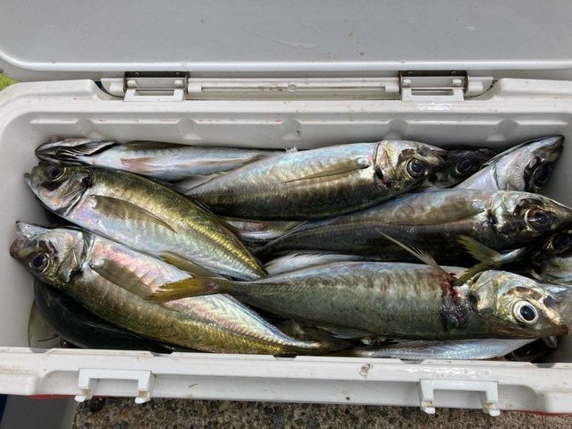 アジ(マアジ)・サバ(ゴマサバ)