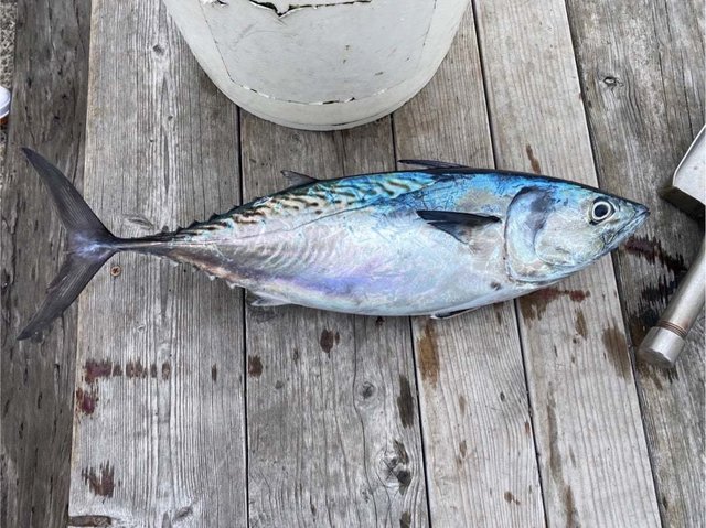 スマガツオ(スマ)