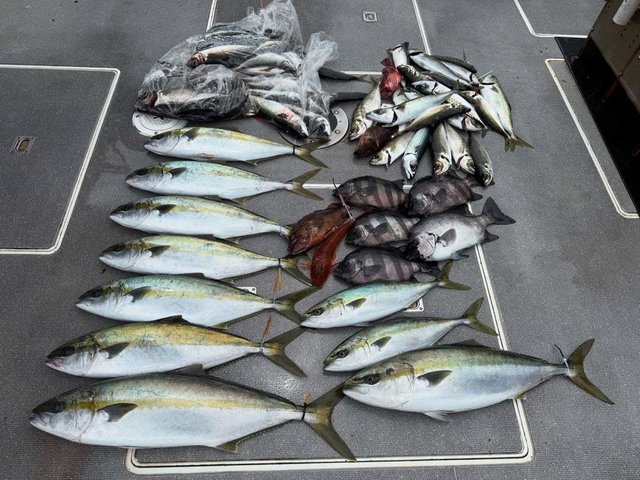 イシダイ・アジ(マアジ)・ハマチ(ブリ)・ホウボウ