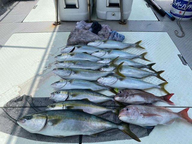 マダイ・メジロ(ブリ)