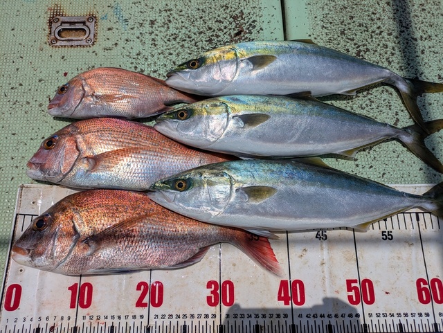 タイ(マダイ)・ハマチ(ブリ)