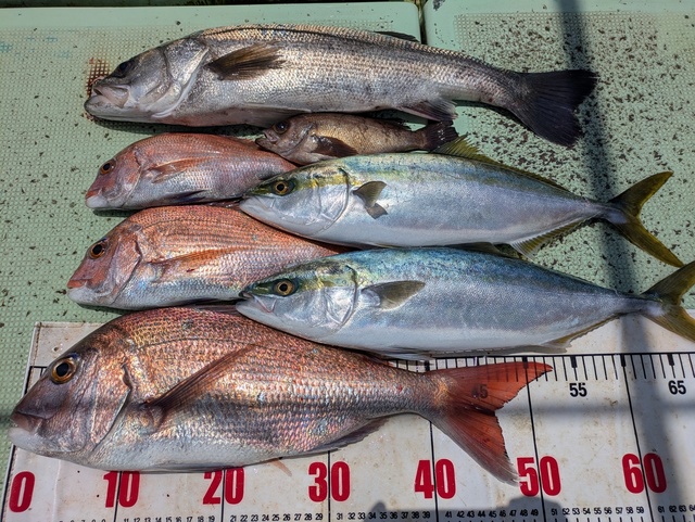 タイ(マダイ)・スズキ・ハマチ(ブリ)