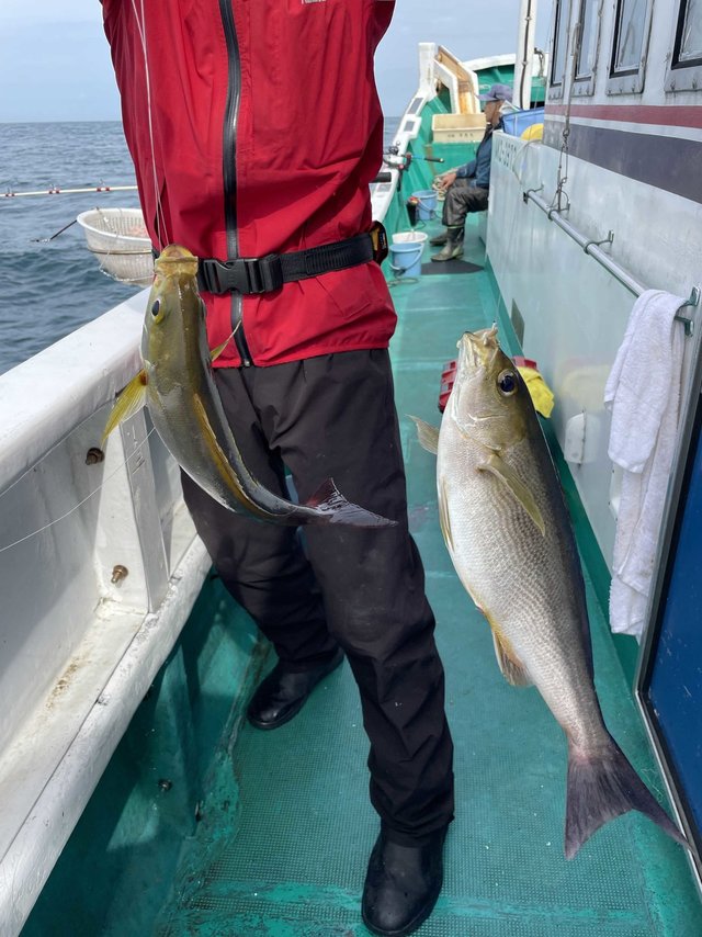 イサギ(イサキ)