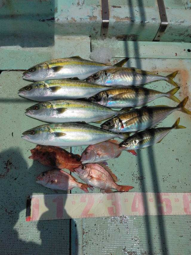 マダイ・マアジ・ツバス(ブリ)