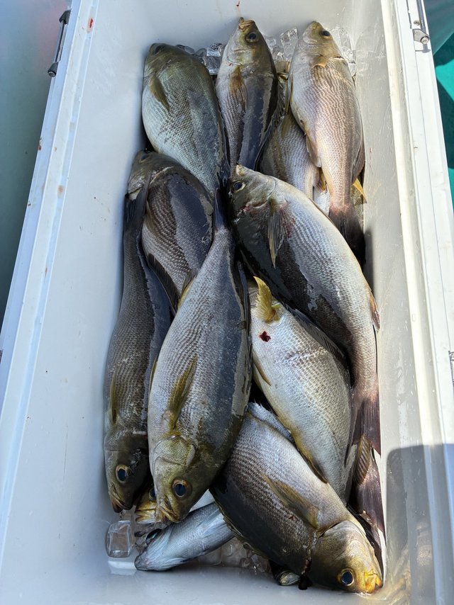 イサギ(イサキ)