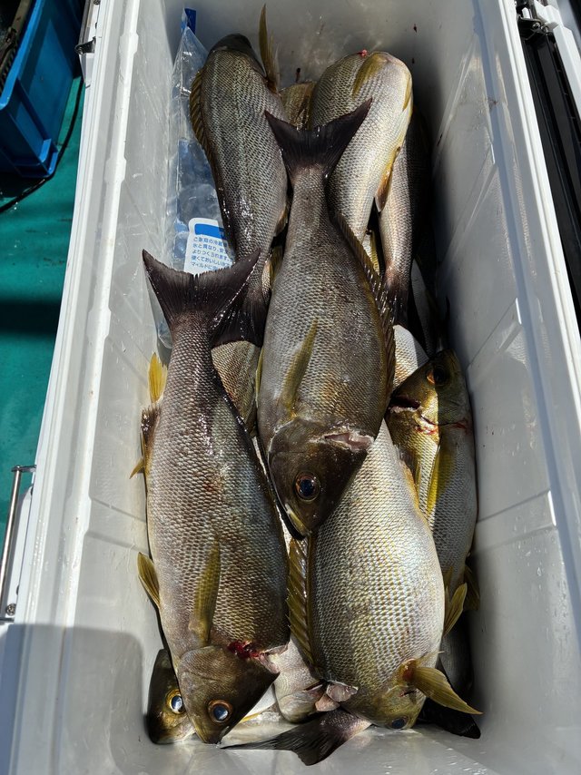 イサギ(イサキ)