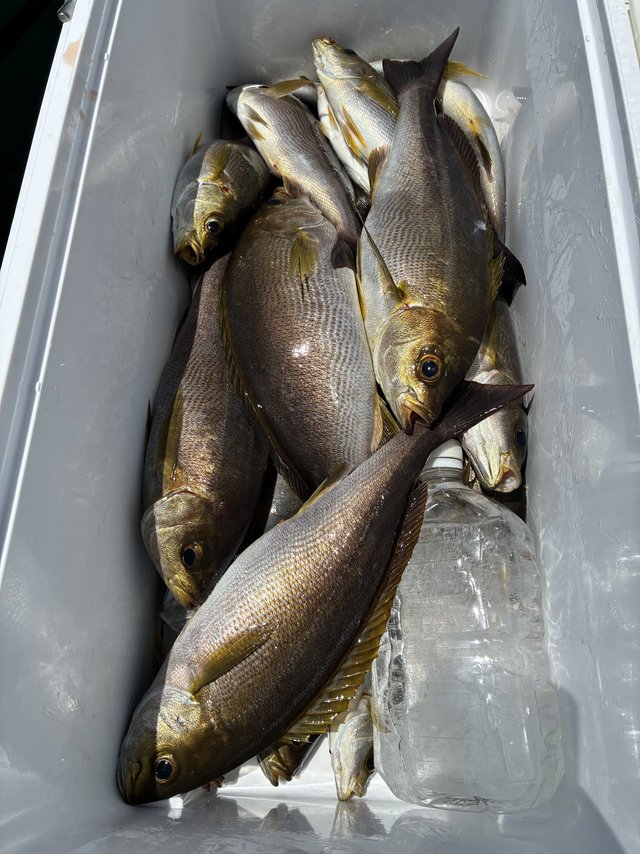 イサギ(イサキ)