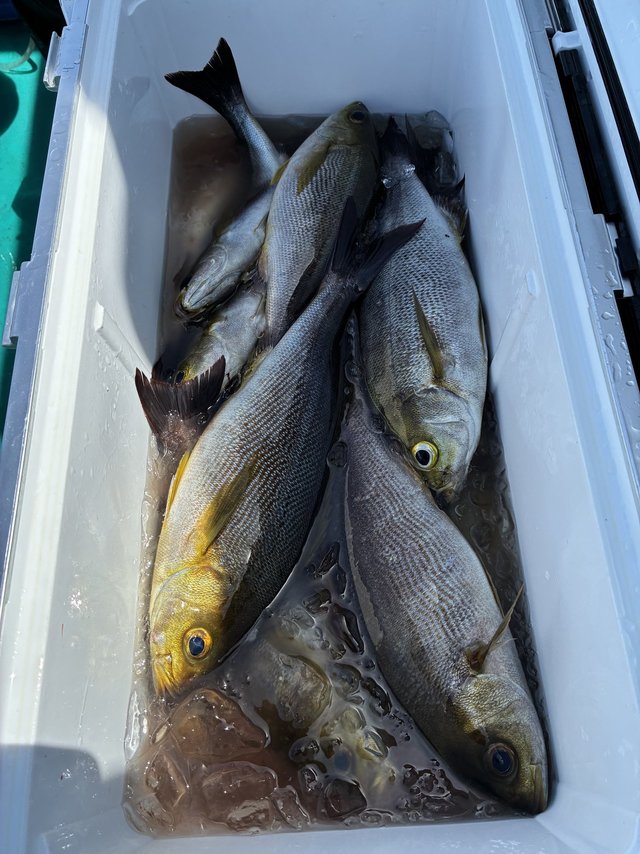 イサギ(イサキ)