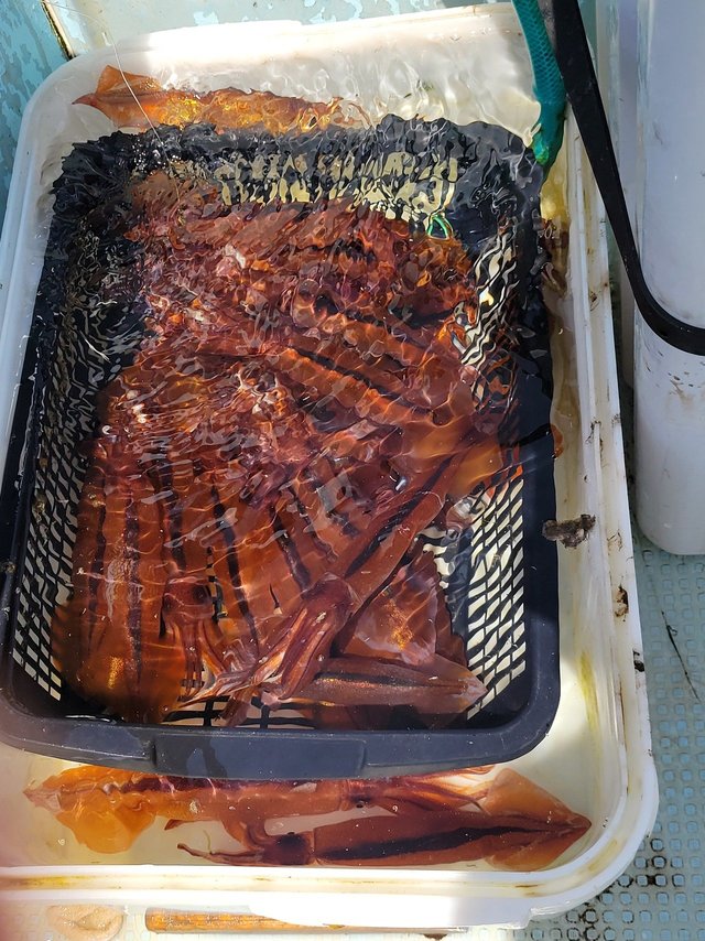 ムギイカ(スルメイカ)