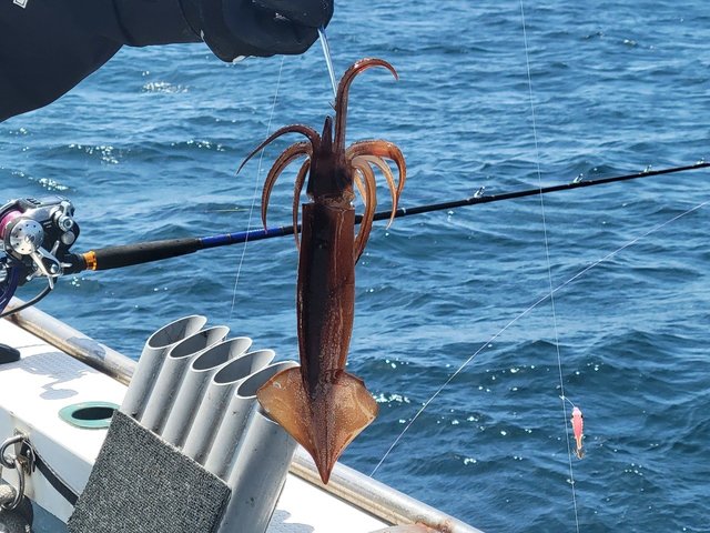 ムギイカ(スルメイカ)