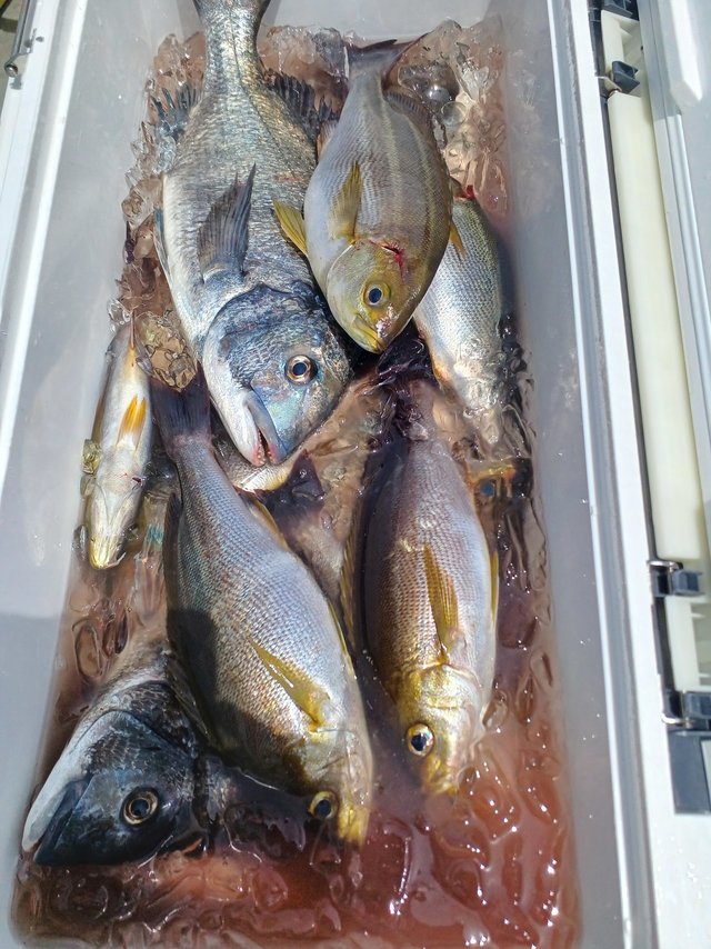 クロダイ・イサキ