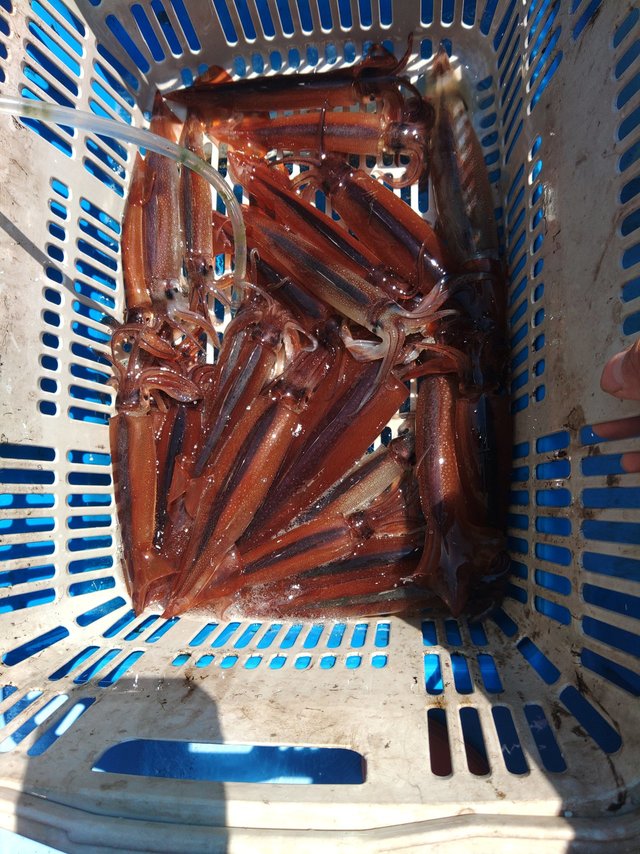 ムギイカ(スルメイカ)