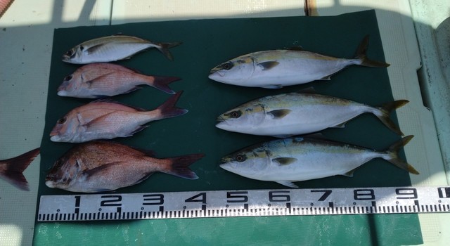 マダイ・マアジ・ハマチ(ブリ)