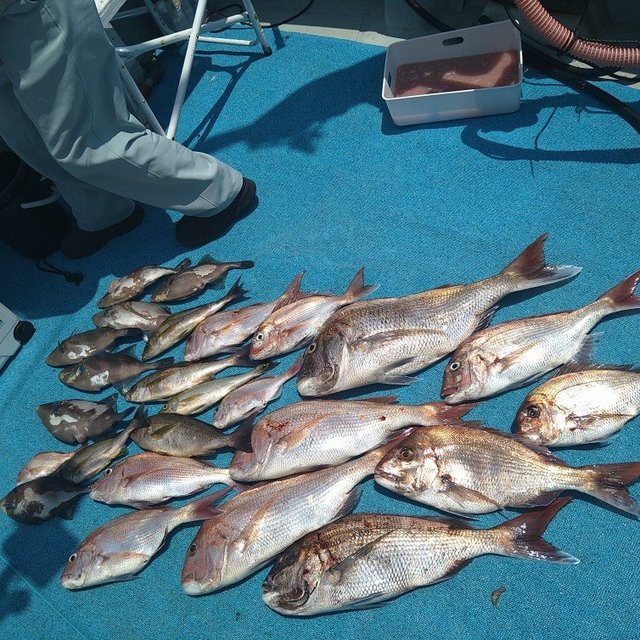 マダイ・イサキ・ウマヅラ(ウマヅラハギ)