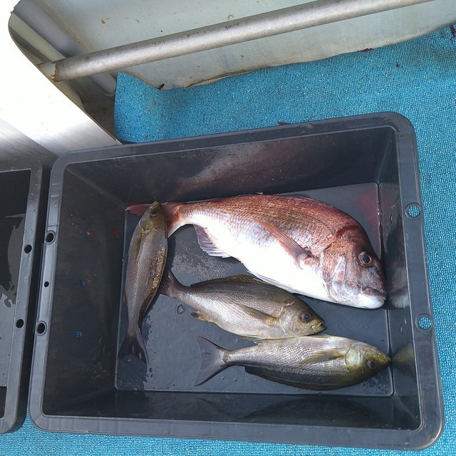 マダイ・イサキ