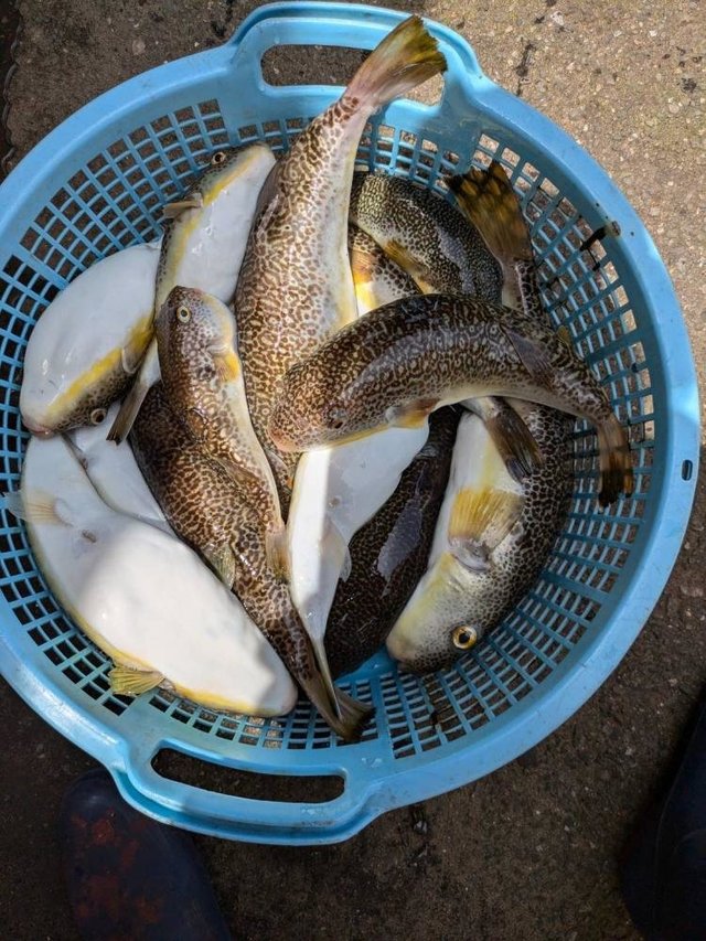 ショウサイフグ