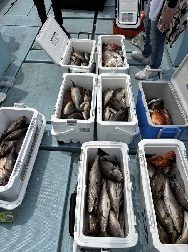 マダイ・イサキ・カサゴ