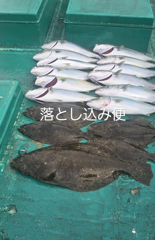 ハマチ(ブリ)・ヒラメ